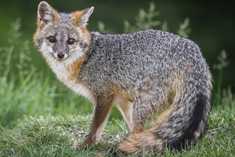 image of a silver fox standing in grass
