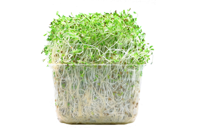 Clear square package of alfalfa sprouts against a white background