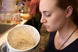 scientist looks into a white container with dozens of mosquitoes inside
