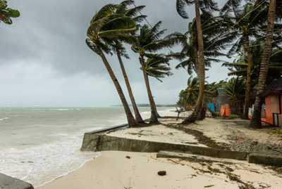 Image of palm trees blowing in hurricane winds
