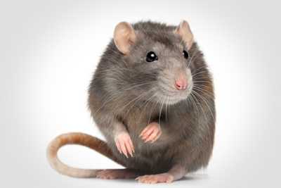 image of rat sitting with a white background
