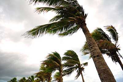 Palm trees swaying in heavy winds