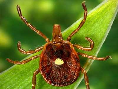 A lone star tick (brown with a yellow spot on its back) on a green leaf.
