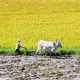 small square image of farmer with cows plowing on rice field in Vietnam
