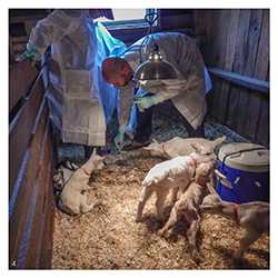 NCEZID staff collect samples at a Connecticut dairy goat farm.