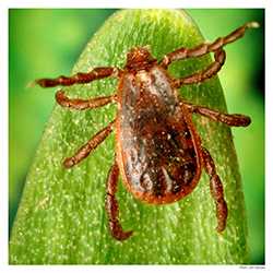 The brown dog tick is one of the ticks that spreads Rocky Mountain spotted fever.