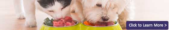 Cat and dog eating pet food out of double bowl. A click to learn more button is on the image.