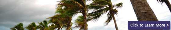 Hurricane winds blow palm trees. A click to learn more button is on the image.
