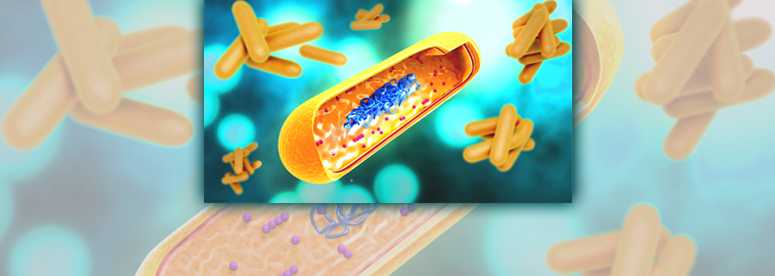 Mycobacterium tuberculosis illustration