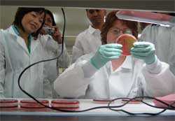 image of lab workers looking at culture in petri dish.