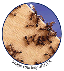picture of fireants