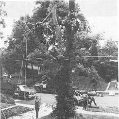 Figure 1. Tree trimmer at risk of falls and electrocution.