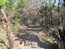 photograph of another section of the extraction line cut by fire fighters