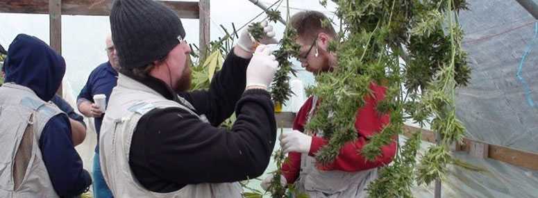 Workers at cannabis farm