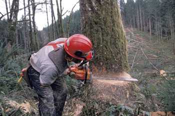	A lumberjack using a chainsaw crouches to saw down a tree