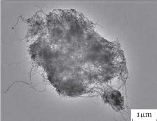 A cluster of airborne carbon nanotubes