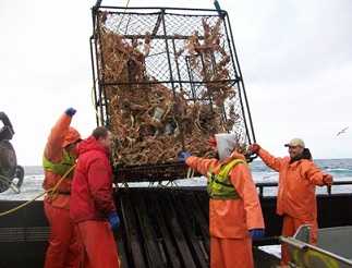 Crew members on a Bering Sea crab vessel land a pot of Opilio crab. Many nonfatal injuries occur when launching and retrieving the gear from a platform that is rolling with the seas and is often covered in water or ice. Photo courtesy of Mike Fourtner.