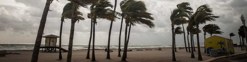 Palm trees being blown in intense wind