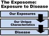 	diagram showing interaction of the genome and exposome in disease