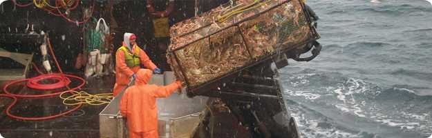 A photo of two Bering Sea crab fisherman landing a full pot of Opilio crab.