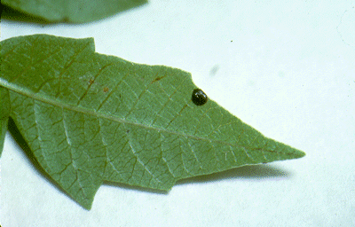 	SLIDE 126 - Poison Ivy Leaf