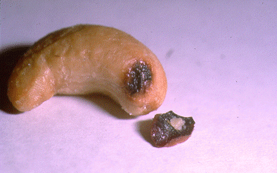	SLIDE 135 - Cashew Nut