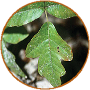 image of poison oak