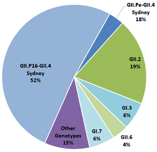 Pie chart indicates genotype distribution of norovirus outbreaks (number = 180) from September 1, 2015 to January 15, 2016: 15% were GI.5; 18% GII.2; 15% GII.17; 15% GII.4 Sydney; and 37% were other genotypes.