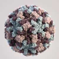 This illustration provides a 3D graphical representation of a single Norovirus virion.