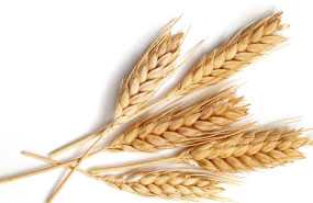 	Stalks of wheat