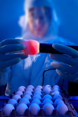 A CDC microbiologist is shown as she “candles” an embryonated chicken egg using a powerful lamp placed against the broad end of the egg, in this case, while isolating influenza viruses.