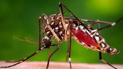 A female Aedes aegypti mosquito in the process of acquiring a blood meal from her human host. Photo credit: James Gathany.