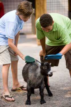 two children grooming a goat