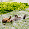 Sea Otter swimming on his back in water