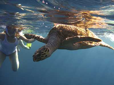 Woman diving in the water looking at a sea turtle