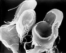 	Giardia trophozoites under a microscope.