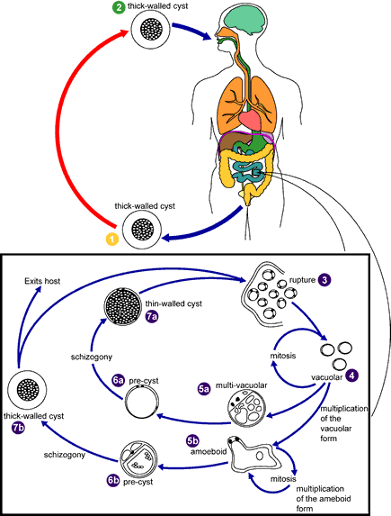 Blastocystis hominis lifecycle