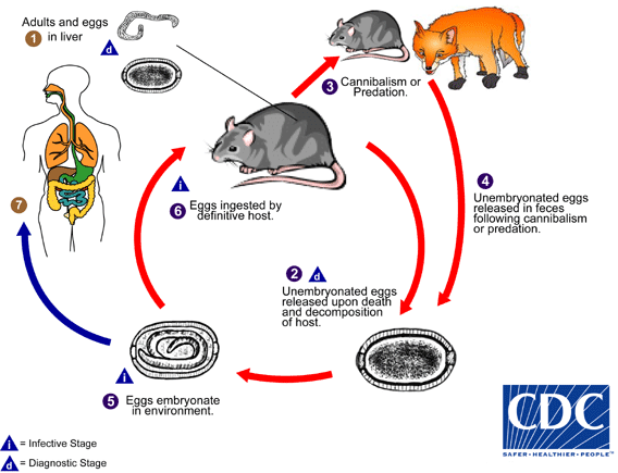 Life Cycle of Capillaria hepatica