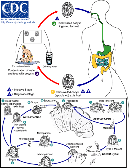 Life cycle of Cryptosporidium parvum and C. hominis