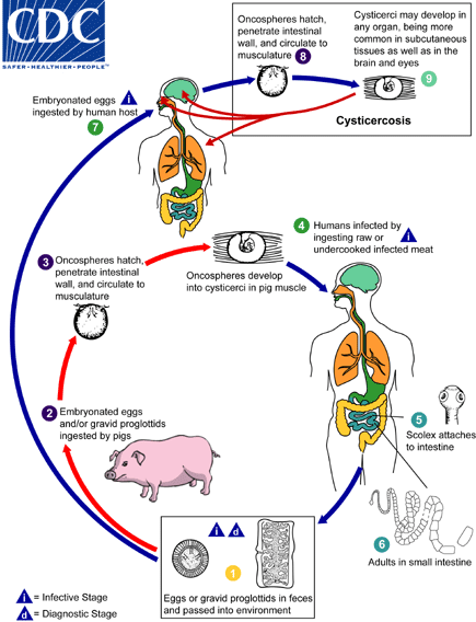 Cysticercosis lifecycle