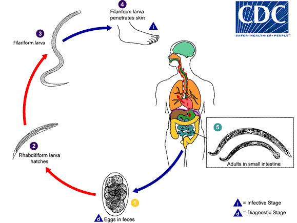 Ancylostoma duodenale and Necator americanus lifecycle