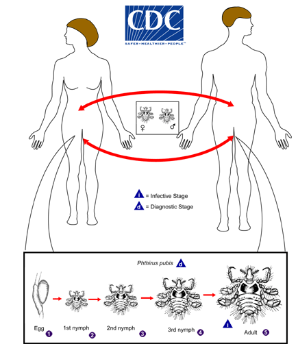 Pubic Crab Lice Lifecycle