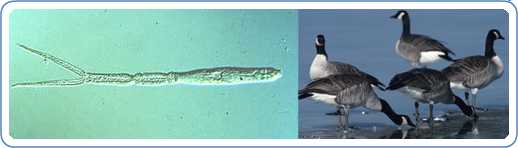 Left: Cercariae of Austrobilharzia variglandis (left), which can cause cercarial dermatitis. Note the forked tail and a pair of eye spots near the anterior end (right). Right: A group of geese, a preferred host of the parasite that causes cercarial dermatitis.