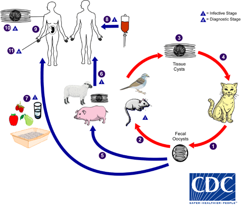 Toxoplasma gondii life cycle