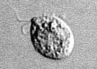 Naegleria flagellated form under microscope.
