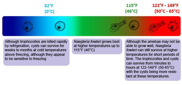 Temperature chart showing heat and cold tolerances for Naegleria fowleri cysts, trophozoites, and flagellated forms.