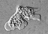 Naegleria trophozoite under microscope.