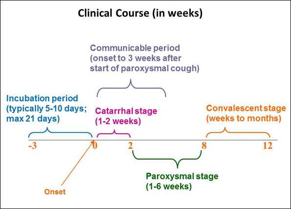The timeline shows the typical clinical course of pertussis in weeks. The incubation period usually lasts from 5 to 10 days, but can last as long as 21 days. Following onset, the catarrhal stage can last anywhere from 1 to 2 weeks. During the late phase catarrhal stage a cough starts that becomes paroxysmal which marks the beginning of the paroxysmal stage that can last anywhere from 1 to 6 weeks. The paroxysmal stage is followed by the convalescent stage which can last from a week or two, to months in duration. The communicable period begins at symptom onset and lasts until 3 weeks after the paroxysmal cough begins.