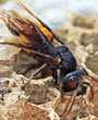 Picture of a wasp