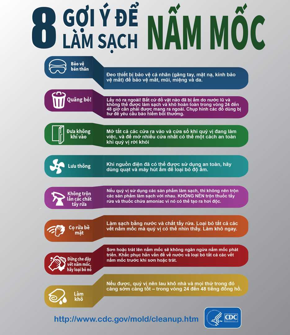 Mold Infographic - Vietnamese